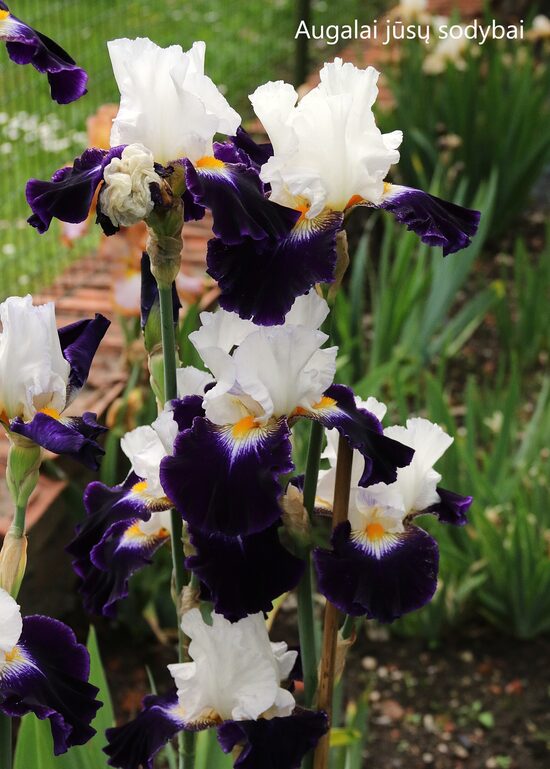 Vilkdalgis (Iris) 'Noctambule'